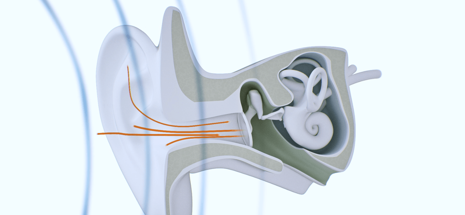Image of the outer ear.