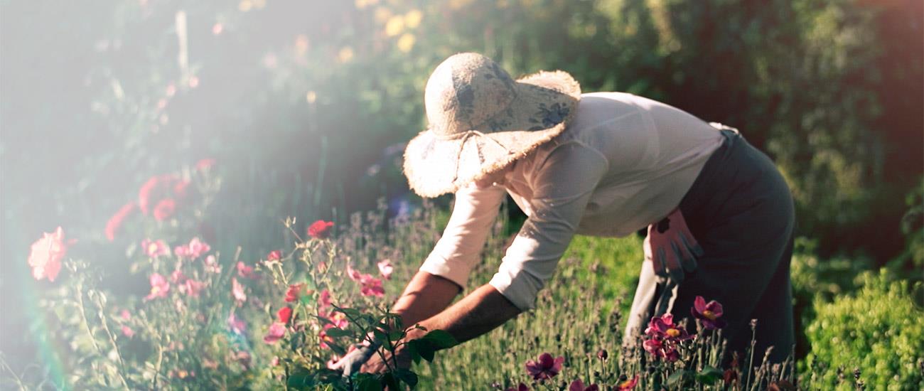 woman collecting flowers